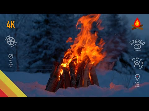 Spruce forest winter ❄️🔥 CAMPFIRE (12 hours – mid-roll ads turned off)