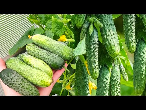 ТОЛЬКО ЭТИ ОГУРЦЫ ПОСАЖУ в 2025 году, урожай собираю тоннами, не болеют, вкусные, можно солить