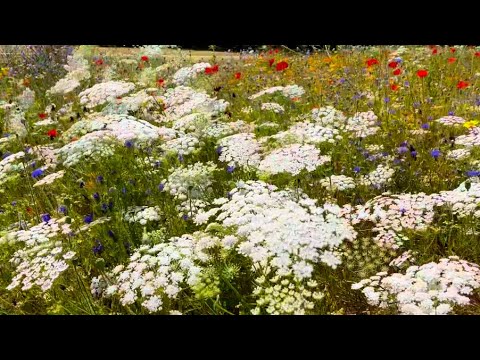 Лондон Сады Хамптон Корт 2024  (Часть 1 ) - London Hampton Court 2024 #london  #flowers #garden