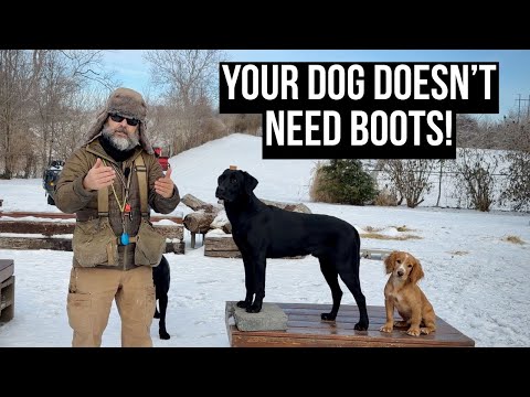 Do Dogs Need Winter Boots? The Science of Freezing Paws
