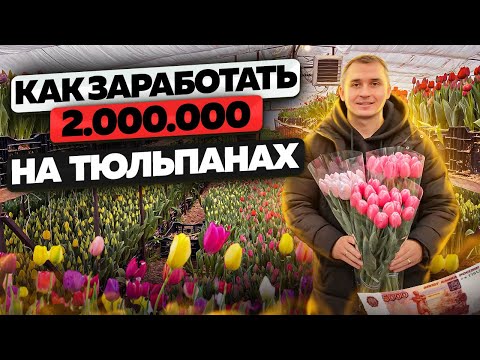 Выращивание тюльпанов. Цветочный бизнес. Бизнес в деревне
