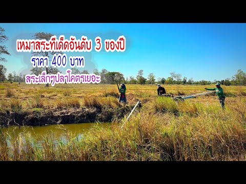 สูบสระทีเด็ดราคา 400฿ ใครจะเชื่อสระขนาดเล็กแต่ปลาโคตรเยอะ