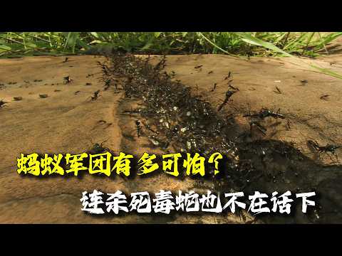 拥有2000万军队的蚂蚁军团有多可怕？每月产卵200万，蚂蚱、蝴蝶，就连杀死毒蛇也不在话下