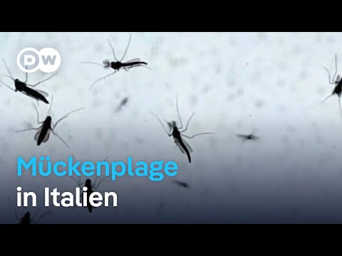 Millionen Mücken plagen Bewohner und Touristen in Italien | Fokus Europa