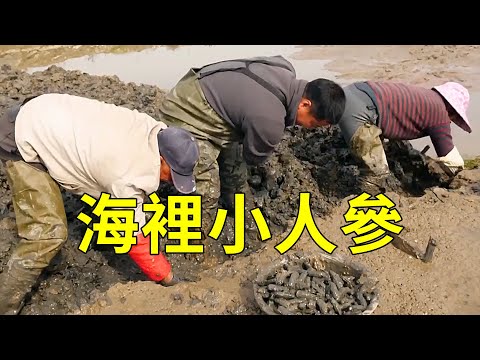 海邊人特愛的"西施舌",人工養殖一挖一麻袋