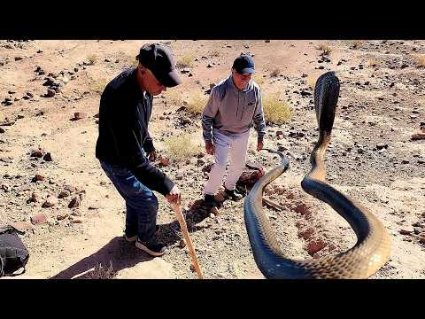 🔴اخطر مغامره ساعات من الحفر من اجل صيد الكوبرا العنيده 