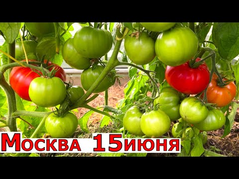 Обзор огорода. Подмосковье. Теплицы и открытый грунт