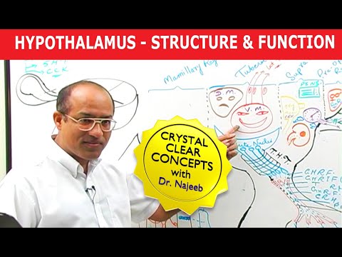 Hypothalamus | Structure and Function | Neuroanatomy