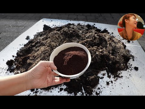 Zero cost to turn used soil into rich soil|Add this powder, everything will flourish, No more pests