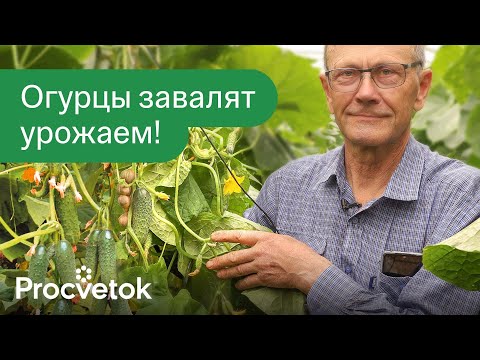 В ЛУНКУ ПРИ ПОСАДКЕ ОГУРЦОВ ДОБАВЬТЕ ЭТО! Огурцы завалят вас урожаем и будут вкусными и хрустящими