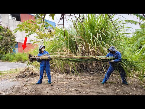 Tallest Weed Ever but What's More Shocking is The Amount of Garbage in Front of The Neighbor's House