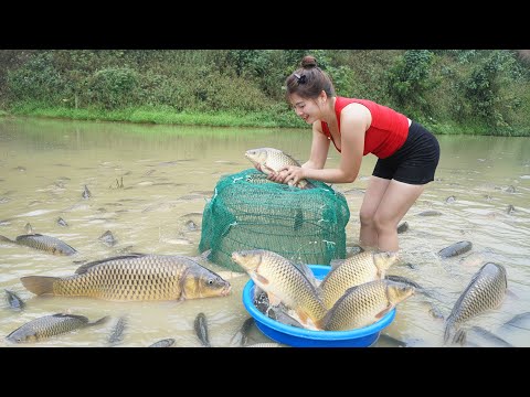 CEO Girl Leaves The City for The Forest: Harvest Lots of Fish, Bamboo Shoot, Kohlrabi go to sell