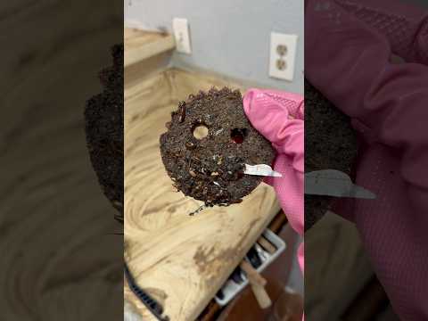 Just me and my 1 million brown besties!!! 🪳🪳#deepcleaning #cleantok #cleaning