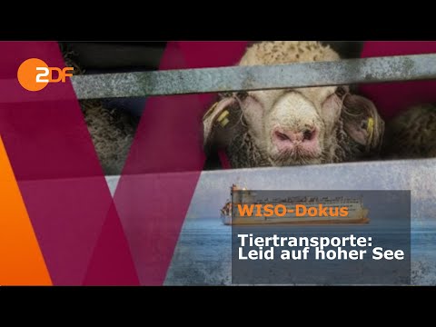 Tiertransporte: Leid auf hoher See | ZDF | WISO