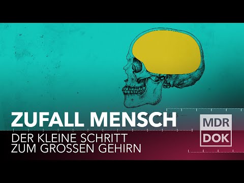 Zufall Mensch? Der kleine Schritt zum großen Gehirn | MDR DOK