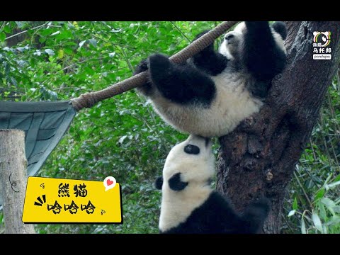 熊菜瘾大嘴还硬！