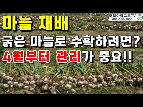 마늘농사 4월부터 관리가 진짜 중요합니다.