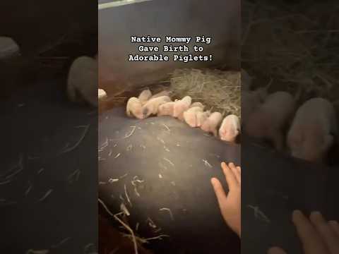 Good Job, Mommy Pig! 13 piglets!! #farming #pig #nativepigs #piglet #shorts #piggery