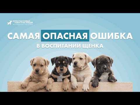 Самая большая ошибка в воспитании щенка