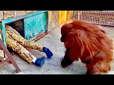СМЕЕМСЯ не ПЕРЕСТАВАЯ! На что только не пойдешь чтобы завести орангутана Дану в теплый вольер!!!