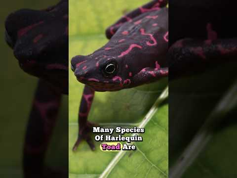 Name of Quick Death Harlequin Toad