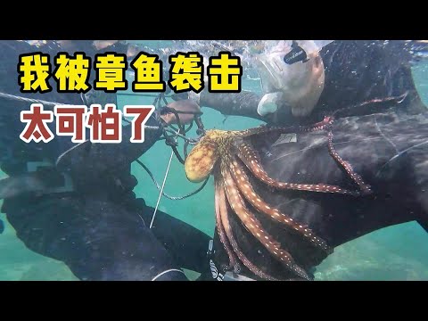 《环球探海记》阿曼 第42天(上集):今天潜水看到龙虾泛滥,但却被凶猛的章鱼袭击 !#抓龙虾#自由潜水#马西拉岛
