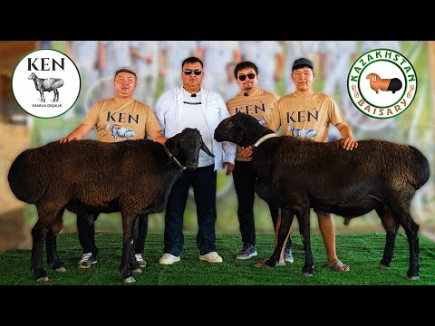 KEN шаруа қожалығы Кенже Мұғалбаев Байсары ерекше қой тұқымы авторы 