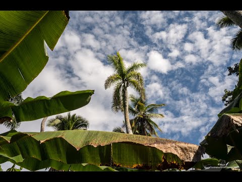 MS HAMBURG "Trauminseln der Karibik"