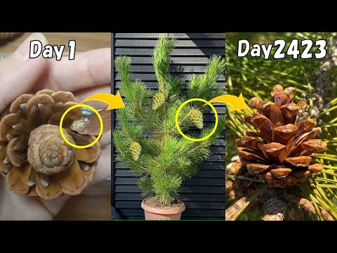 How to grow pine tree from seeds to harvest pine cone.