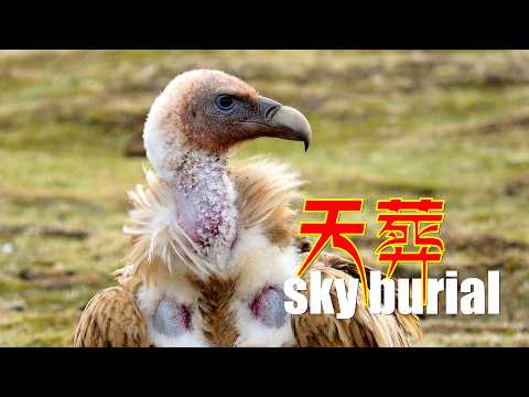 Tibetan Sky Burial - A Tribute to the Cycle of Life on the Plateau