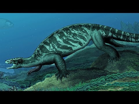 The Evolution of Sea Turtles