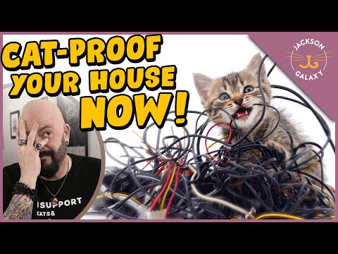 How to Cat-Proof Your Home!
