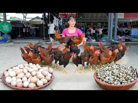 Harvesting Chicken (Rooster) And A Lot Of Eggs Goes To Market Sell - Phuong Free Bushcraft