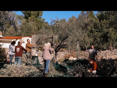 Our First Olive Harvest as a Family of 3