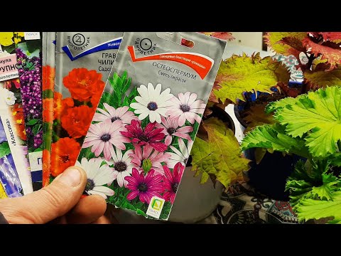Эти ЦВЕТЫ сеем на рассаду в ДЕКАБРЕ ЦВЕТУТ невероятно, легко вырастить #что посеять в декабре