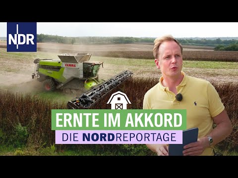 36 Stunden Zeit für die Ernte: alles kommt aufs Team an | Die Nordreportage | NDR