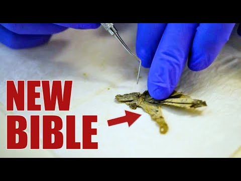 NEW DEAD SEA SCROLLS! (With an Israel Archaeology Insider)