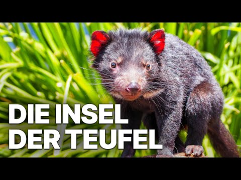 Die Insel der Teufel | Tierwelt Tasmaniens