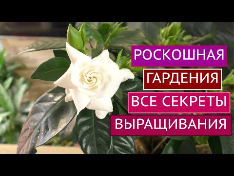 САМЫЙ АРОМАТНЫЙ ЦВЕТОК В МОЕМ ДОМЕ!