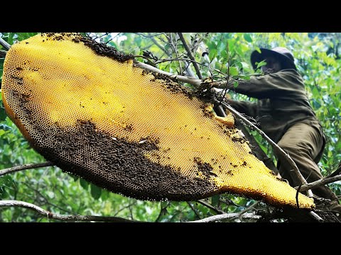 Life-Risking Honey Harvest and Dairy Farm Milking! The Start of an Amazing Food Journey