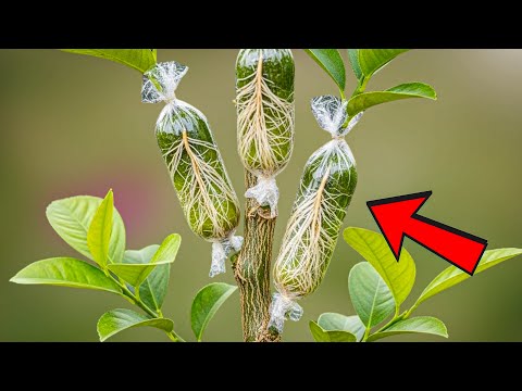 How I Multiply Lemon Trees Instantly (With Easy and Proven Technique)