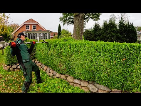 "BITTE bringen sie da wieder FORM rein" hat der Kunde gesagt! Hedgecutting satisfying pruning