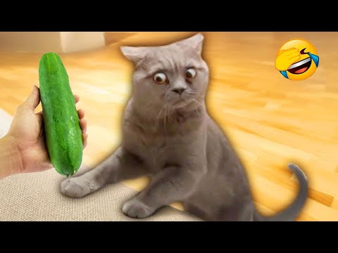 Nuevos clips de perros y gatos más divertidos de 2026 😹🐶Intenta no reírte 😂 Parte 21