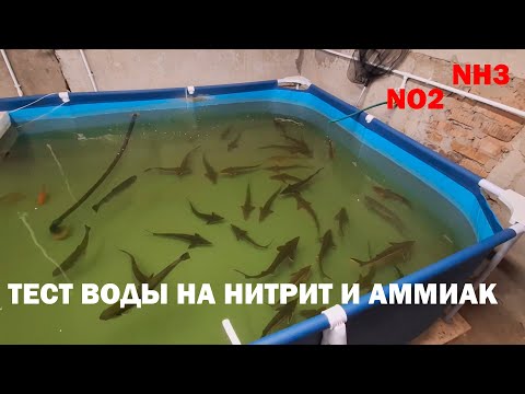 Итоги работы осетрового мини УЗВ. Тест на аммиак и нитрит с самым простым самодельным биофильтром.