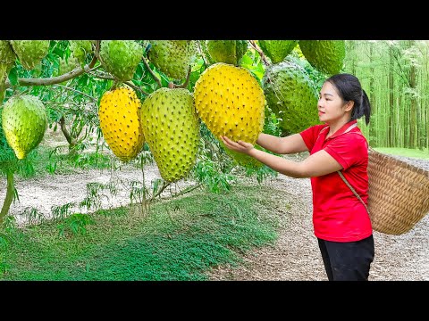 Harvesting 1000+ Forbidden Forest Soursop & Go to Market Sell | Take Care of Animals | Daily Life