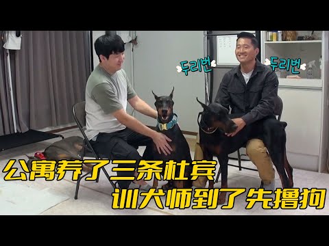 主人在公寓裡養了三條杜賓，訓犬師卻沒有責罵，反倒誇他有當訓犬師的天賦