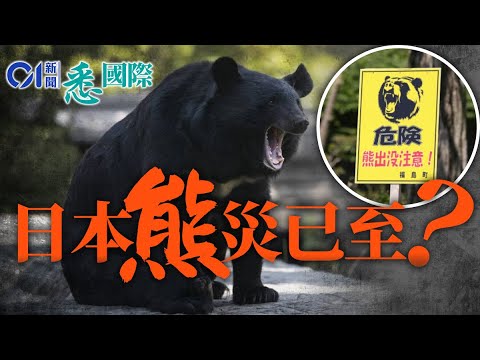 日本熊患為何今年特別嚴重？172宗襲擊10死　40年間熊隻暴增3倍　目擊範圍擴大60%｜熊出沒注意｜東京｜01國際 ｜悉國際