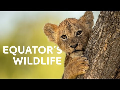Living on the Line: The Incredible Wildlife of the Equator