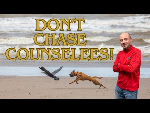 Why Don't Counselors Chase Down Counselees?