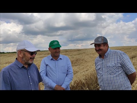 Покровные культуры - важный элемент достижения высоких урожаев в No-till, технология Андрея Бедненко